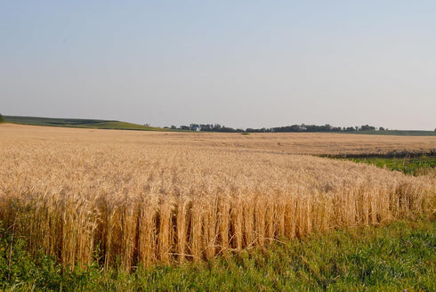 Early Morning Harvest Organic General Purpose Flour - Made from Non-GMO Whole Wheat - Stone Ground All Purpose Flour