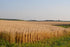 Early Morning Harvest Organic General Purpose Flour - Made from Non-GMO Whole Wheat - Stone Ground All Purpose Flour