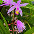 Beltilla Yokohama Kate - Terrestrial Ground Orchid - Live Plant - Fragrant