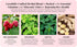 Remedy & Restore 1 Count Herbal Tea for Hormone Balance - Natural Menstrual Cycle Support, Spearmint Flavor, Loose