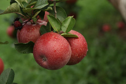 8 Kauffman Orchards Fresh Stayman Apples, Hand-Picked, Box of Apples