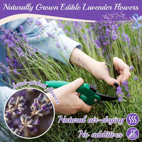 Curnue 100+ 6.69'' 1.27oz(36g) Edible Lavender Sprigs for Cocktails & Dessert, Edible Flowers for Drinks Garnish Tea