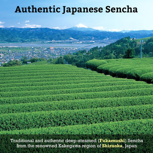 SUGIMOTO TEA Japanese Sencha Green Tea Loose Leaf, 3.5 oz (100 g), Pack of 1