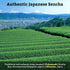 SUGIMOTO TEA Japanese Sencha Green Tea Loose Leaf, 3.5 oz (100 g), Pack of 1