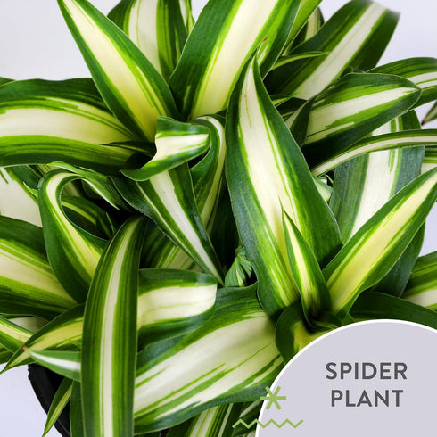 5" Green Circle Growers Spider Plant in Hollywood Green Planter, Live Plant Proud of You