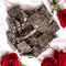 Gourmet Sugar Free Dark Chocolate Almond and Sea Salt Bark-1 lb Deliciously