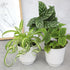3-Pack, 4" 9" Pet Friendly House Plant Decor Dog & Cat Safe Plants in White Pots for Home & Office, Grower's Choice