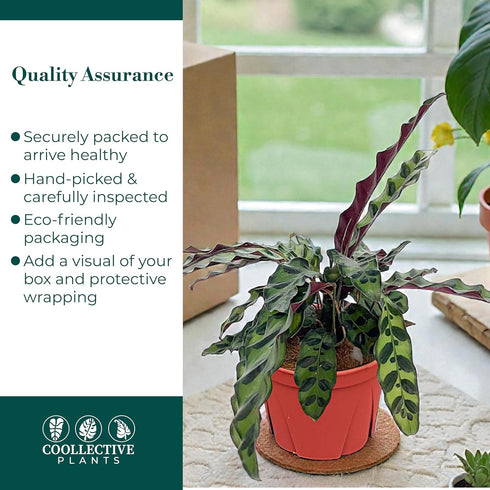 6" CoollectivePlants Calathea Lancifolia 'Rattlesnake' | Live Indoor Houseplant in Pot, Easy Care, Low Maintenance