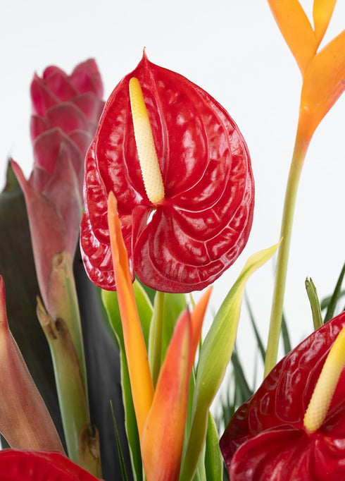 Generic Fresh Orchids and Tropical Flower Bouquet, Red Anthuriums, Red Ginger, Heliconia, Mixed Foliage, Hawaiian