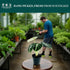 2 4 Inch (2-inch Alocasia Ninja | Live Plant in a or Growers Pot, Live Indoor, Easy to Grow, Easy to Care, and Low