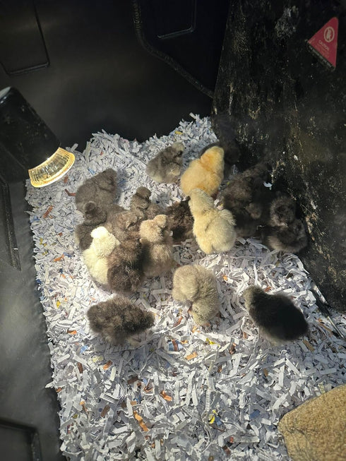 Generic (3) SILKIE HATCHING EGGS FRIZZLE SHOW GIRL SATIN