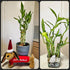Generic 6 8 inches Lucky Bamboo Plants Each, Free Butterfly Stake, Gift, Feng Shui, Indoor Plant, Bring Good Luck