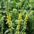 Jovvily Agrimony Herb - 4 oz Cut & Sifted Herbal Tea - Non-GMO