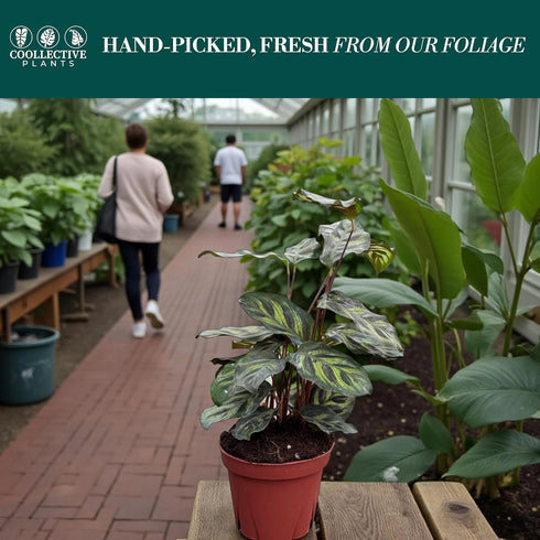 4" Calathea Makayona Live Plant in Pot Prayer Plant Indoor Houseplant, Pet Friendly, Easy Care, Low Maintenance
