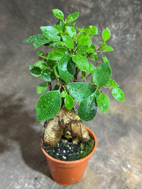 Generic 4" PLANTVERS Bonsai Ginseng in Grow Pot Ficus Macrocarpa Bonsaificus Live Indoor Bonsai Tree Easy Care