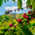 100% 7 oz ROYAL KONA COFFEE Whole Bean - Hawaiian Kona Whole Bean Coffee Medium Roast