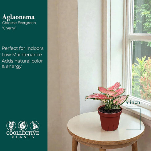 4" CoollectivePlants Aglaonema Cherry Live Plant in Pot Chinese Evergreen Indoor Houseplant, Pink & Green Foliage, Easy