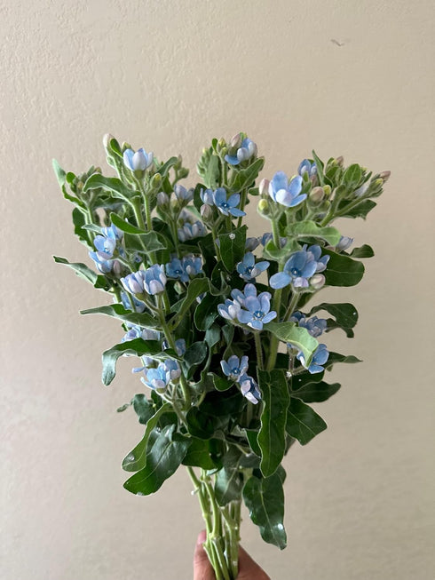 10 Stems of Fresh Blue Tweedia for DIY Floral Arrangements - Perfect for Weddings and Anniversaries