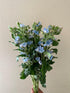 10 Stems of Fresh Blue Tweedia for DIY Floral Arrangements - Perfect for Weddings and Anniversaries