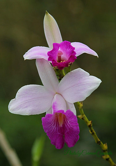 Discount Hawaiian Gifts Hawaiian Bamboo Orchid Plant Root - Live Tropical Orchid, Easy Care Indoor Outdoor Flowering