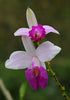 Discount Hawaiian Gifts Hawaiian Bamboo Orchid Plant Root - Live Tropical Orchid, Easy Care Indoor Outdoor Flowering