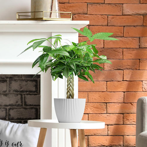 4" Live Plants Money Tree in White Plastic Pot, Easy to Grow Houseplant, Indoor Bonsai, Home Office Decor, Birthday