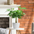 4" Live Plants Money Tree in White Plastic Pot, Easy to Grow Houseplant, Indoor Bonsai, Home Office Decor, Birthday