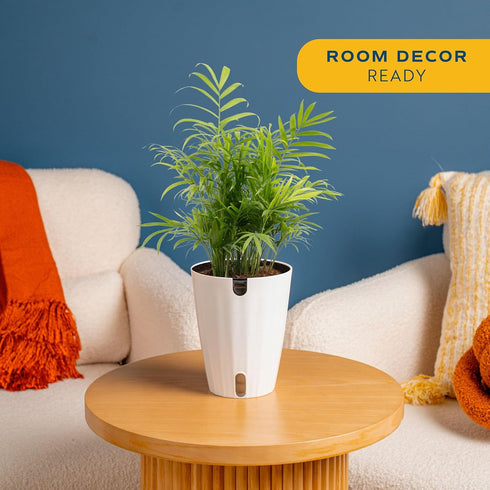 14-18 Inches Costa Farms Parlor Palm Live Plant in Plastic Pot, Air Purifying Indoor Houseplant, Perfect for Home