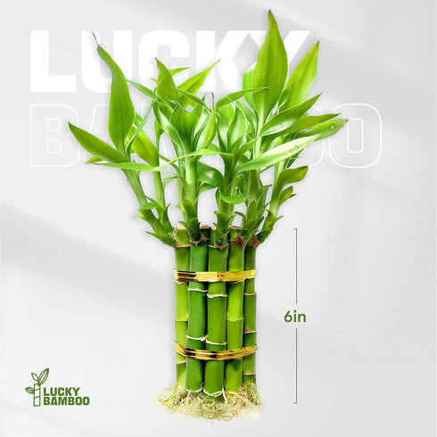 (10 6 Inch) Lucky Bamboo Plants Live Indoor Stalks, - Fresh House Plants for Office Desk, Home Decor, for Positive