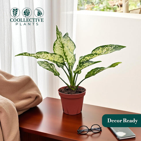 4" Aglaonema Snow White Live Plant in Pot Spring Snow Indoor Houseplant, Pet Friendly, Easy Care, Low Maintenance