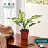 4" Aglaonema Snow White Live Plant in Pot Spring Snow Indoor Houseplant, Pet Friendly, Easy Care, Low Maintenance