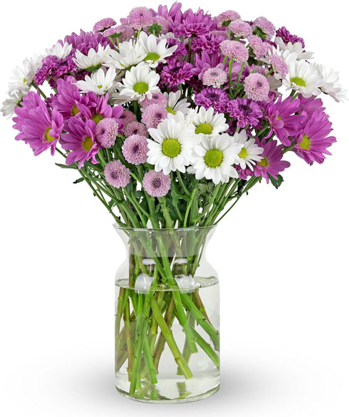 Benchmark Bouquets - Purple Daisies - Fresh Flowers for Delivery - Mothers