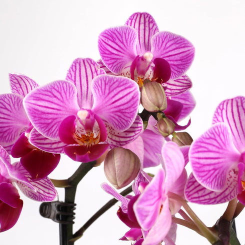 4" Green Circle Growers Mini Pink Orchid Plant with Lavender Accent in Pink Ceramic Planter Live Indoor Flower, Easy