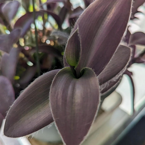Blissful 5 Purple Furry Cuttings Wandering Jews Tradescantia Spiderwort Inchplant Colorful Air