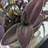 Blissful 5 Purple Furry Cuttings Wandering Jews Tradescantia Spiderwort Inchplant Colorful Air