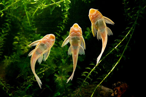 Aquaticblendedfoods A442 (6oz) Ultra Bottom Feeder Food Mix Shrimp/Worm Wafers Catfish Pleco Loaches
