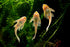 Aquaticblendedfoods A442 (6oz) Ultra Bottom Feeder Food Mix Shrimp/Worm Wafers Catfish Pleco Loaches