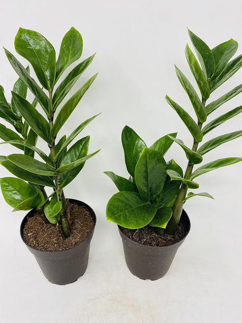 Jm Bamboo 4'' Two Zz Plant - Zamioculcas Zamiifolia - Pot Only From