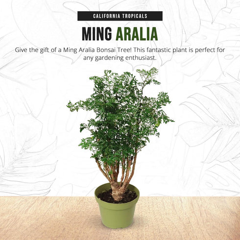6'' California Tropicals Ming Aralia Live Bonsai Tree - Unique and Easy to Grow Houseplant for Hobbies, Desk, Interior