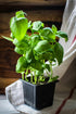 Generic 3 Pack Live Sweet Basil Plant 3 Edible Culinary Herbs in 3.5"