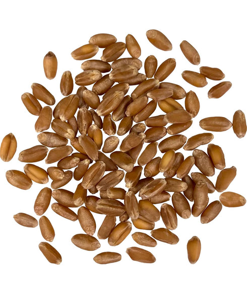 10 LBS Palouse Brand Certified Glyphosate Residue Free Hard Red Winter Wheat Berries | | Family Farmed in Washington