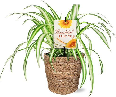 Green Circle Growers 5" Spider Plant in Seagrass Planter, Live Plant Thankful