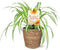 Green Circle Growers 5" Spider Plant in Seagrass Planter, Live Plant Thankful
