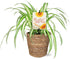 Green Circle Growers 5" Spider Plant in Seagrass Planter, Live Plant Thankful