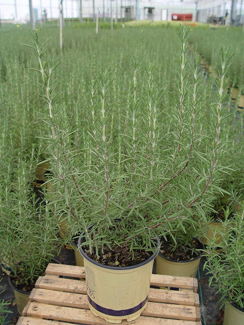 1 Sara's Superb Herbs - Rosmarinus officinalis 'Arp' (Rosemary) Herb, , - Size Container