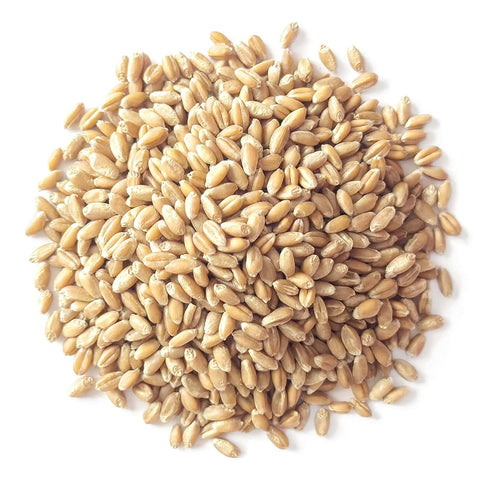 10 Food to Live Organic Soft White Wheat Berries, Pounds Premium Non-GMO Whole Grain Wheat for Milling, Sprouting