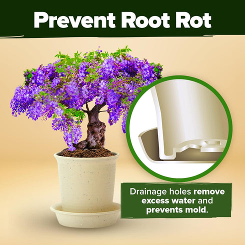 4 Bonsai Tree Kit Gifts for Men & Women - Grow Bonsai Trees - Unique Gardening Crafts for Adults, DIY Hobbies for Plant