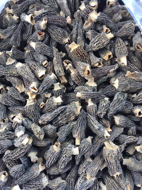 Dried Morel Mushrooms (Morchella Conica) 2oz