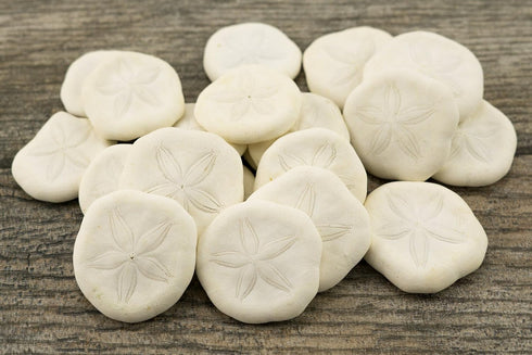 1" 1 1/2" (Set 25) Nautical Crush Trading Sea Biscuits | Real Sea Biscuits - of | Sand Sea Biscuit Plus Free Nautical
