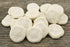 1" 1 1/2" (Set 25) Nautical Crush Trading Sea Biscuits | Real Sea Biscuits - of | Sand Sea Biscuit Plus Free Nautical